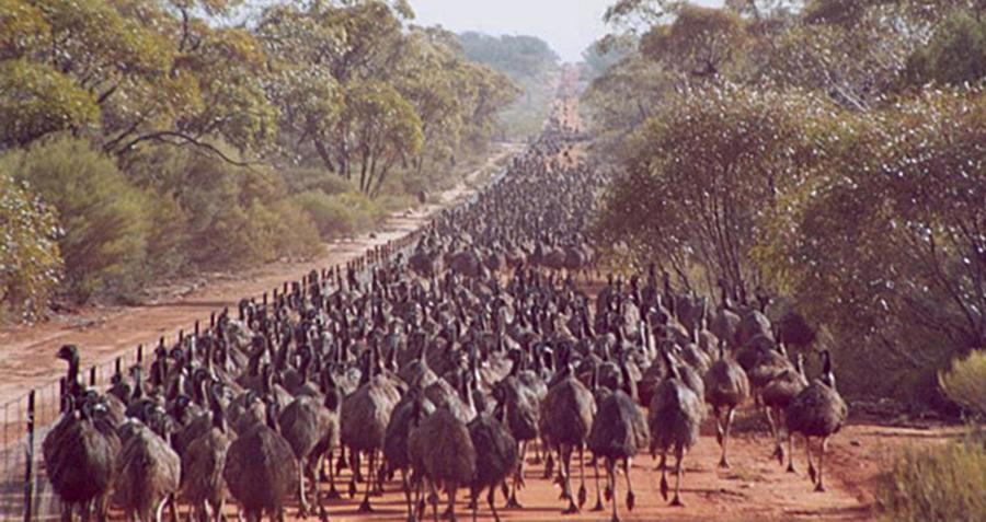  emu-war-huge-flock 