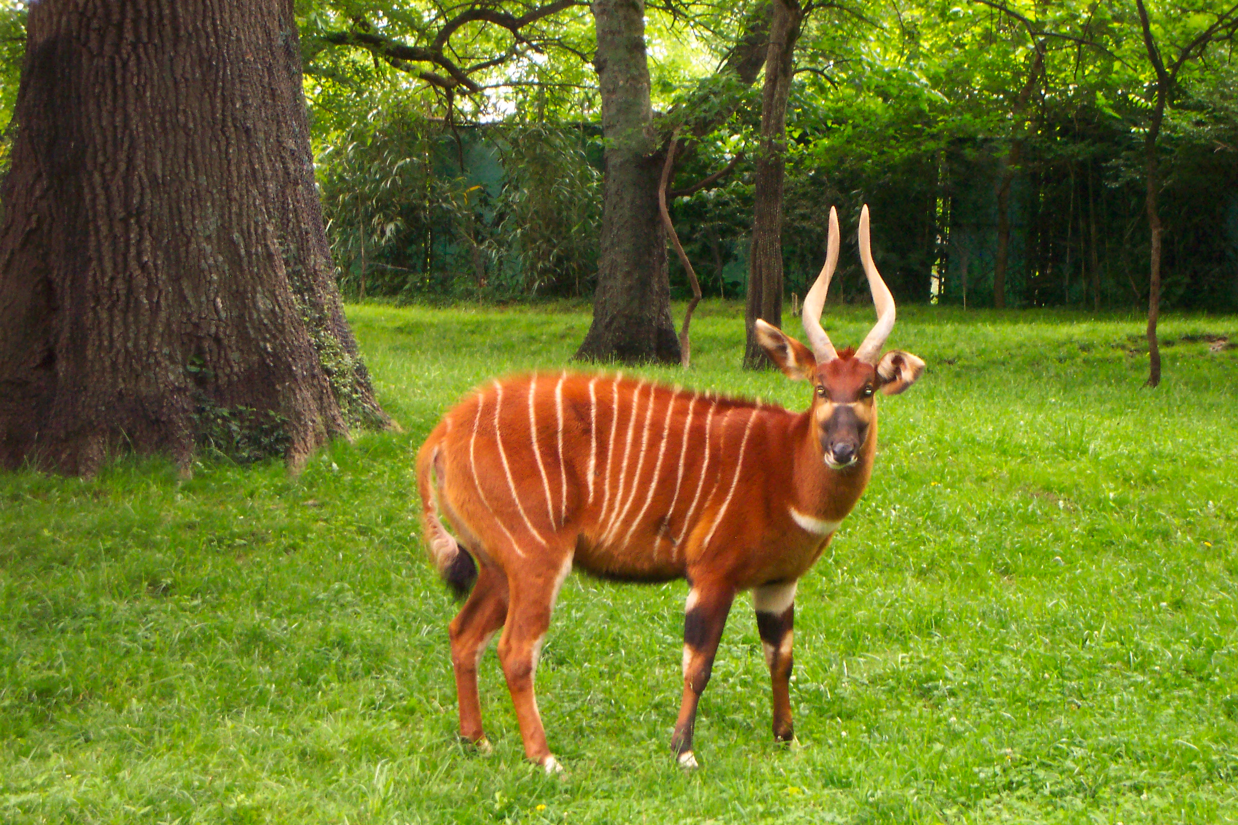  Bongo_NashvilleZoo 