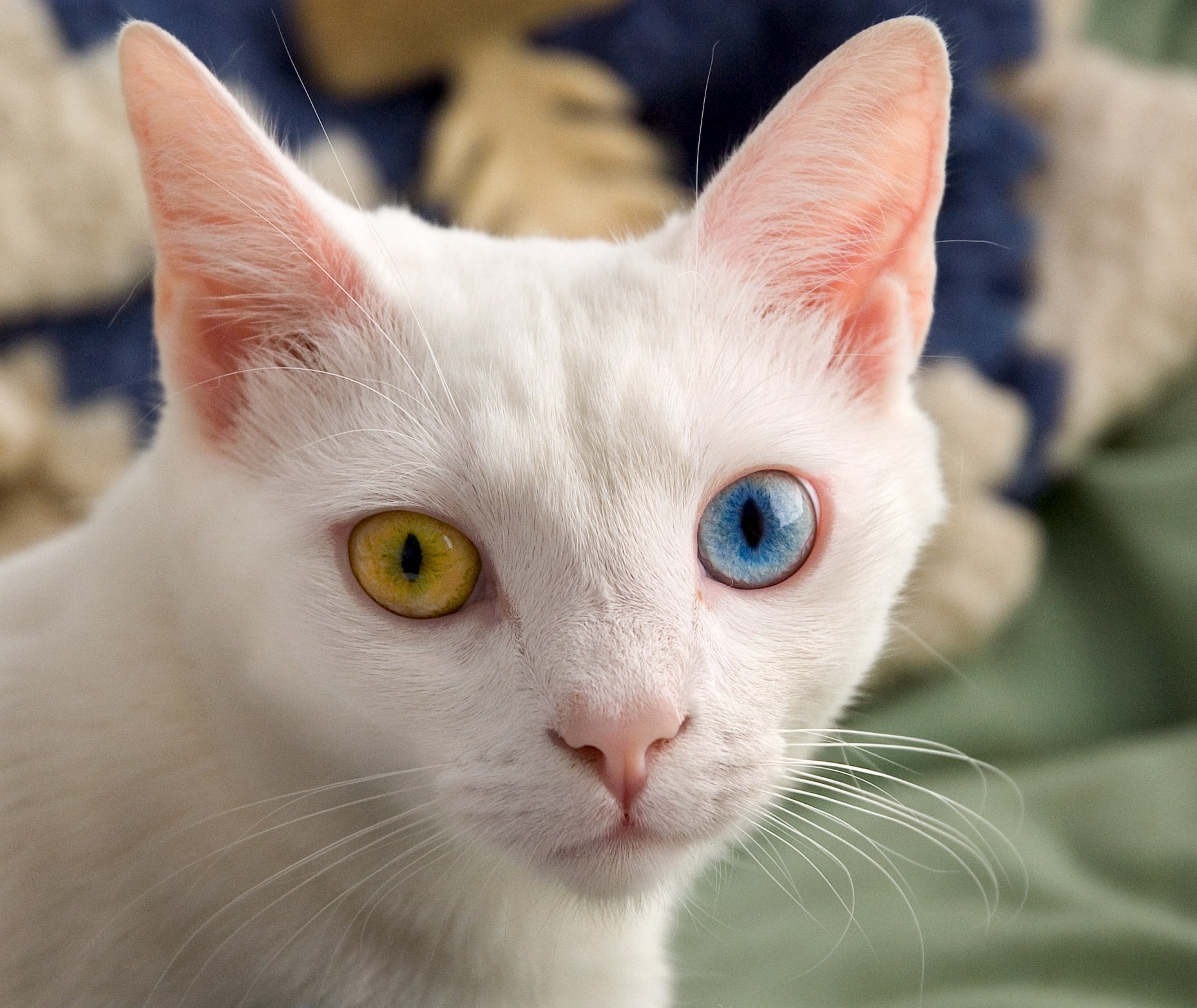  June_odd-eyed-cat_cropped 