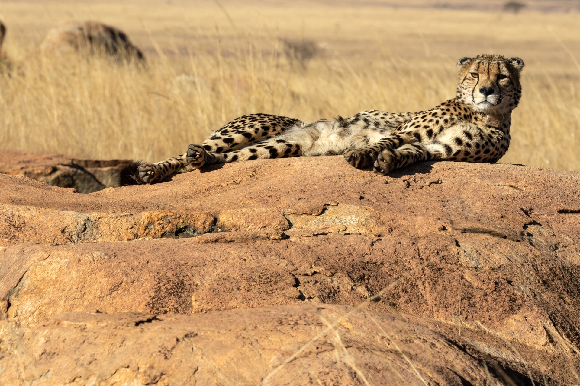 animal-animal-photography-cheetah-1320598