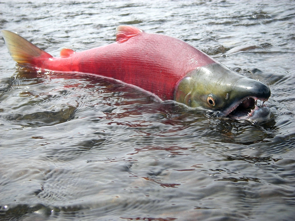  July_2010,_Spawning_male_sockeye_(6990781448) 
