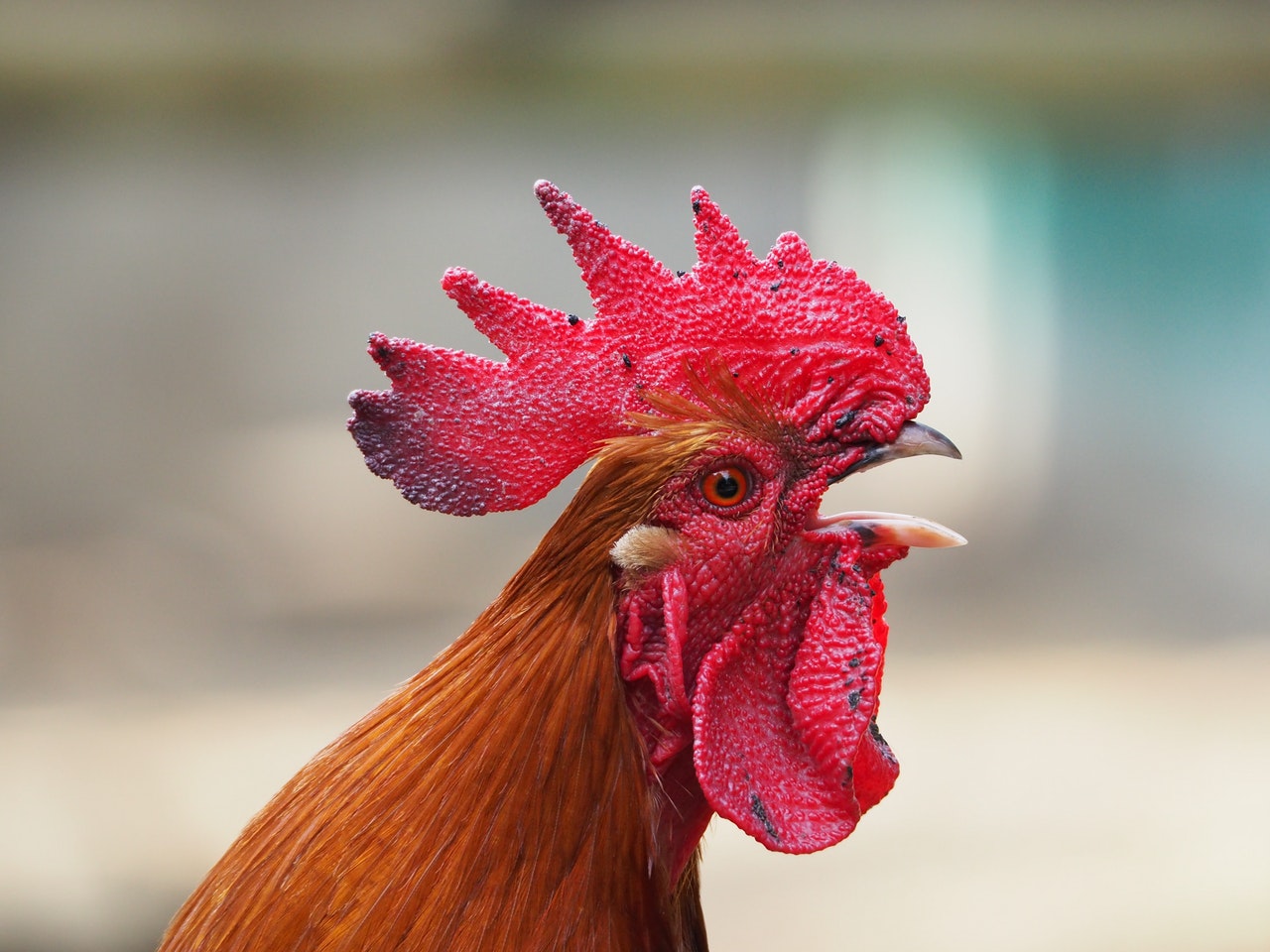  animal-chicken-cockscomb-34770 