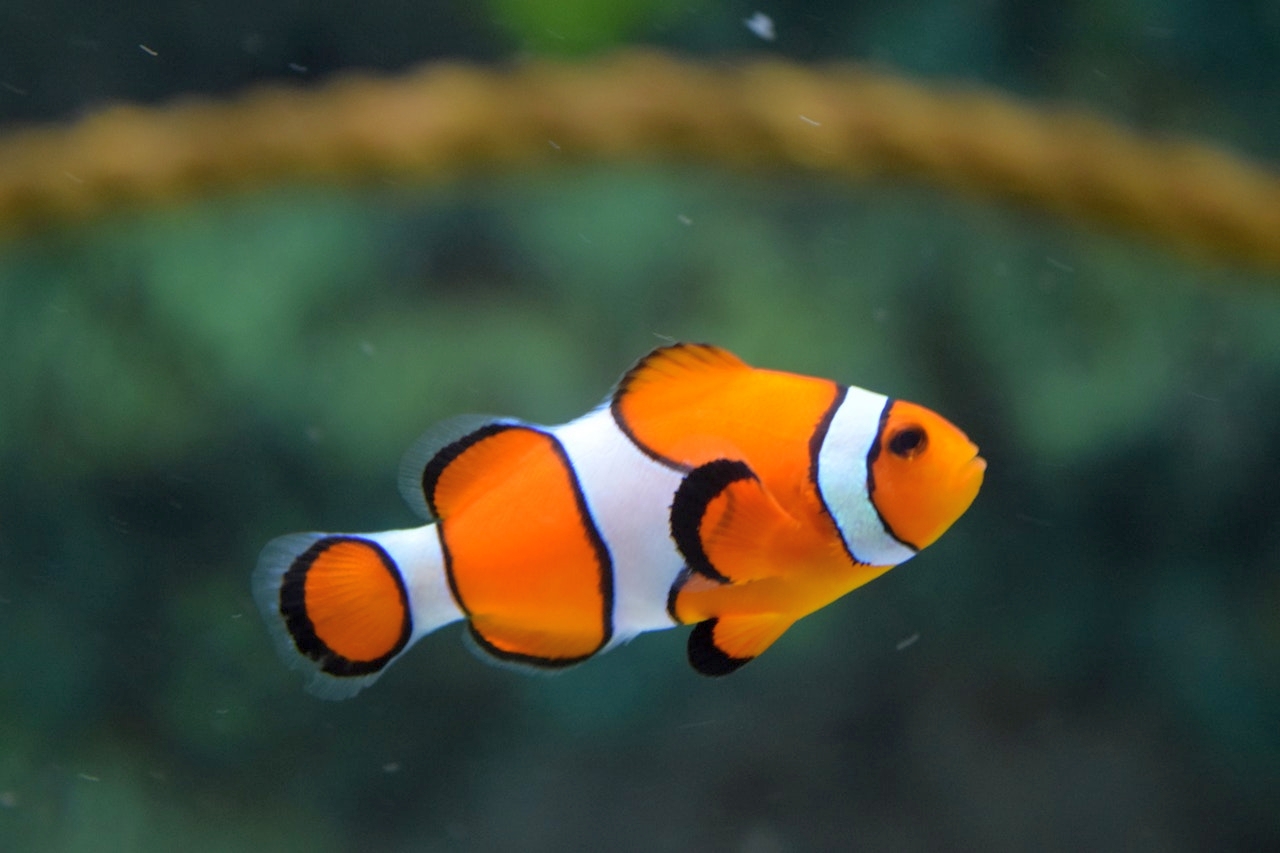  animal-clown-fish-fish-128756 