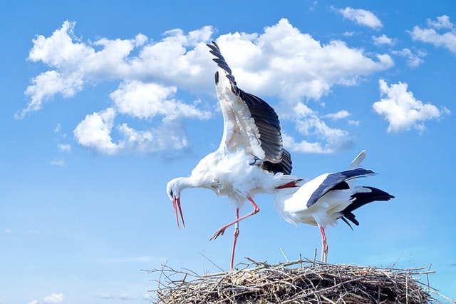  animals-nest-storks-35060 