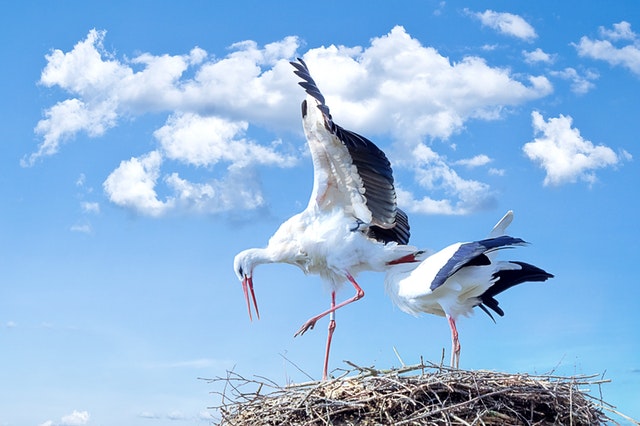 animals-nest-storks-35060