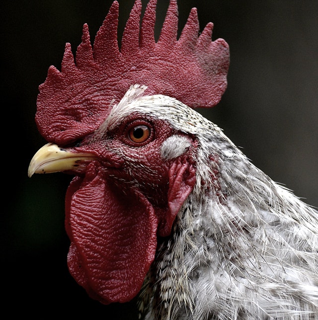 blur-chicken-close-up-458825