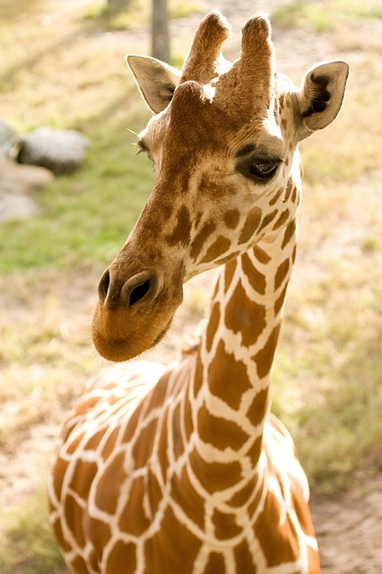 giraffe-316775_640