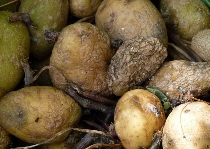 rotting-potatoes-185928_1280