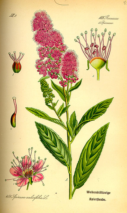  429px-Illustration_Spiraea_salicifolia0 