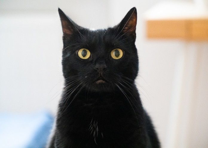 Черната котка това мистично същество което открай време е причина