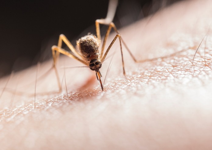 Комарите са кръвожадна гад най агресивна в часовете около здрач