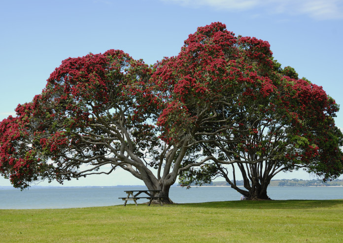 Днес много новозеландци отбелязват празничния сезон като украсяват коледно дърво