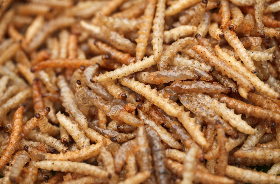 Fried edible larvae close-up