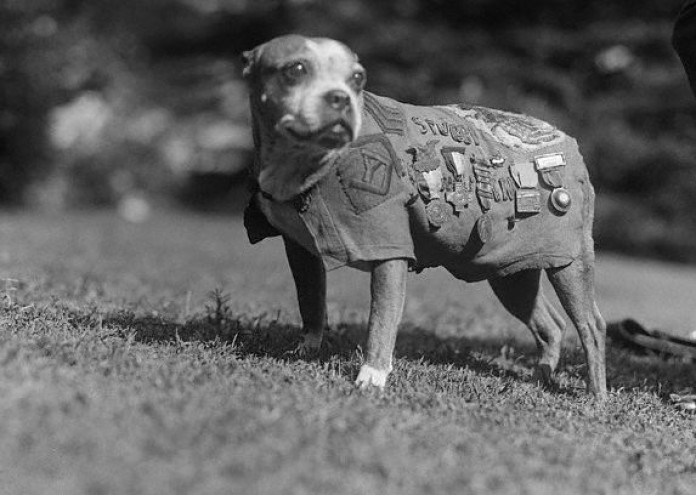 Днес ще си говорим за Сержант Стъби най награждаваното куче войник от