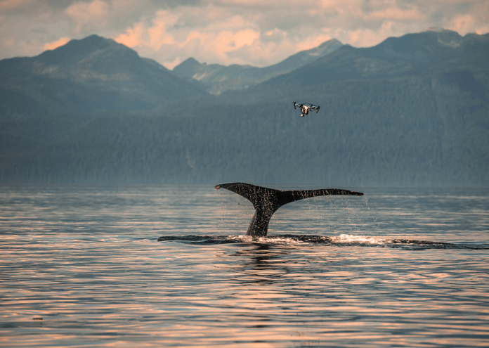 Изследването на китове не е особено лесно занимание Животните отдавна
