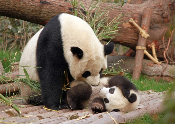 Няма животно по отдадено на собственото си унищожение от панда С