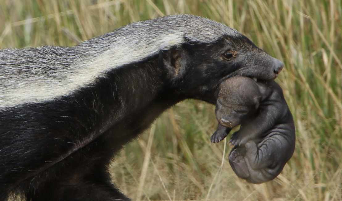  Honey badger, Mellivora capensis, carrying young pup in her mout 