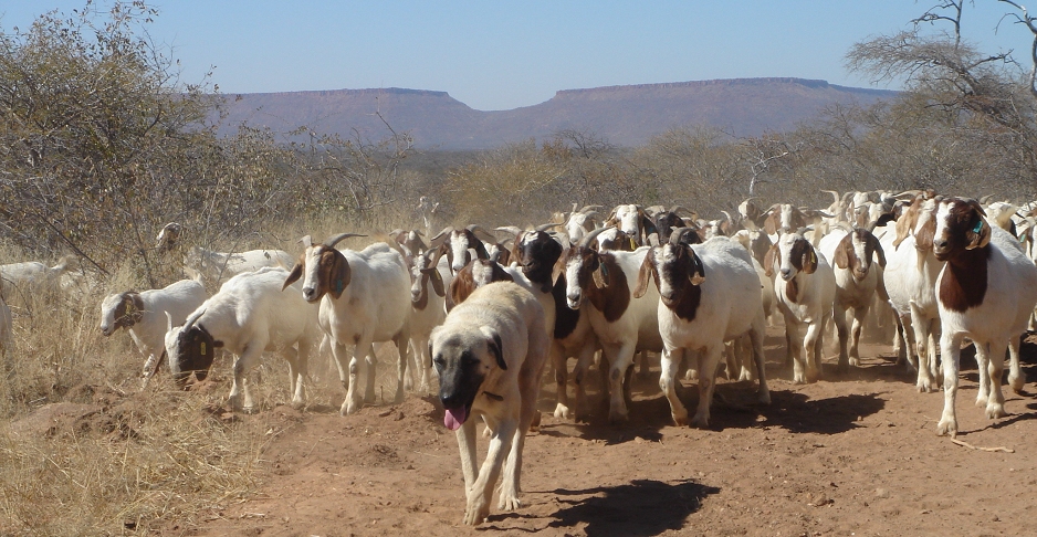  Kangal_Shepherd_(livestock-guarding_dog)_and_flock_of_goats_in_Namibia 