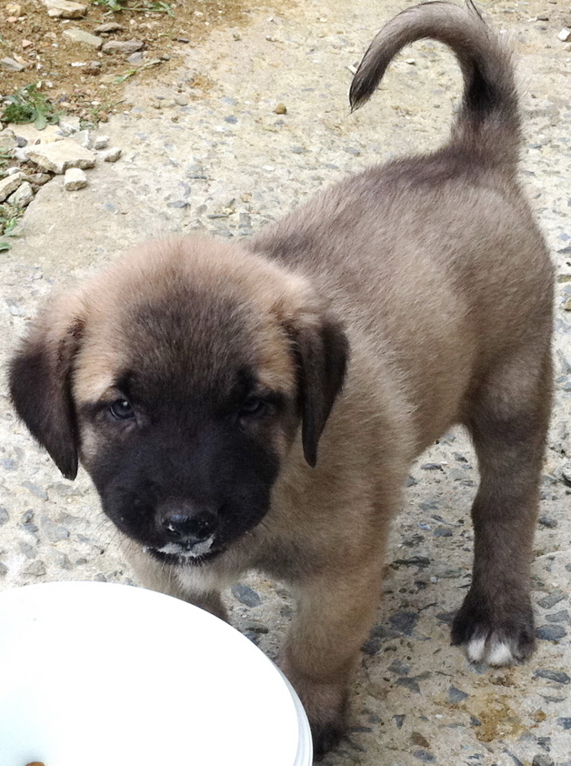  Kangal_dog_puppy_eating_yoghurt 