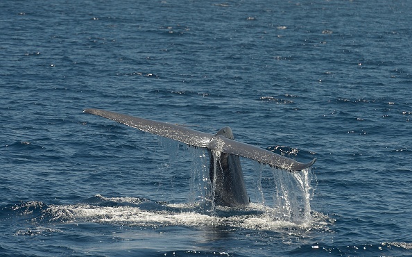Сините китове са уникални създания на природата С размери от