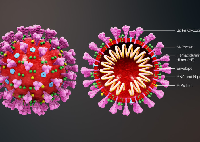 3D_medical_animation_coronavirus_structure