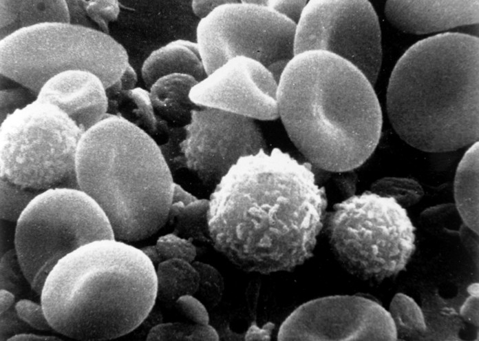 SEM_blood_cells