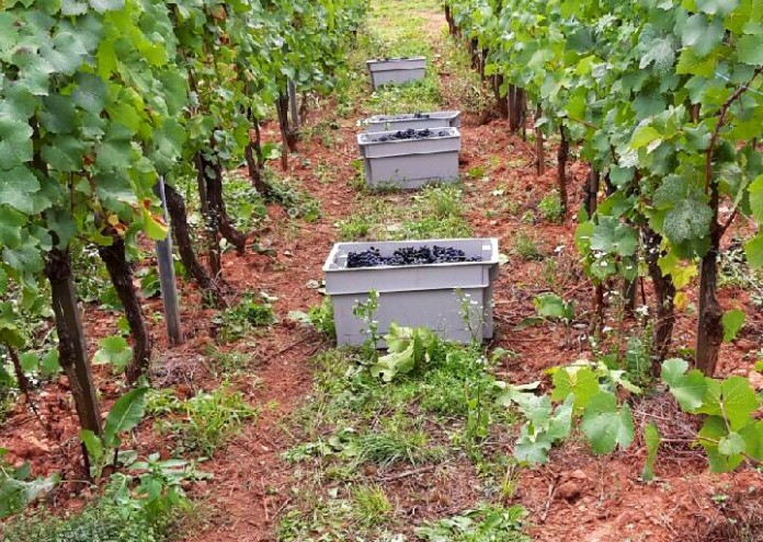  Faille vendanges 2015 