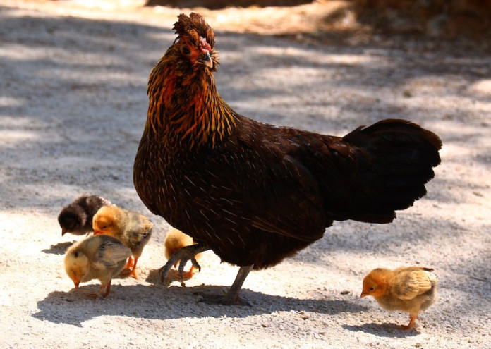 Пилетата които спасяват западната цивилизация са открити според легендата встрани