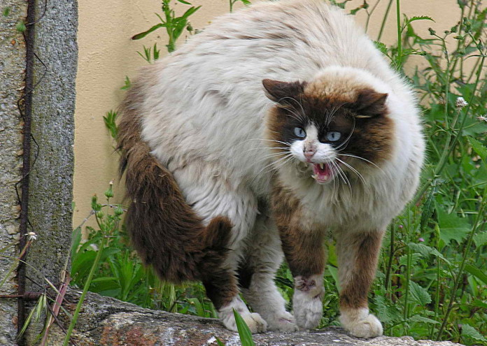 Хемингуей е един от най-известните почитатели на котките. Домът му