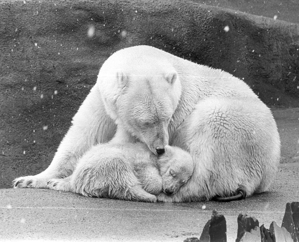  gettyimages-3096598-594x594 