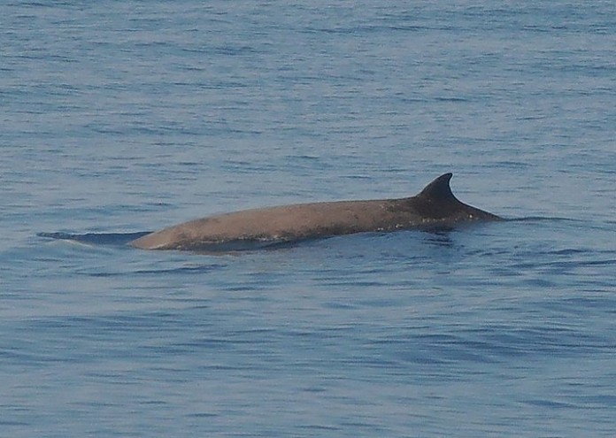 Морските биолози са изумени след като клюномуцунест кит на Кювие