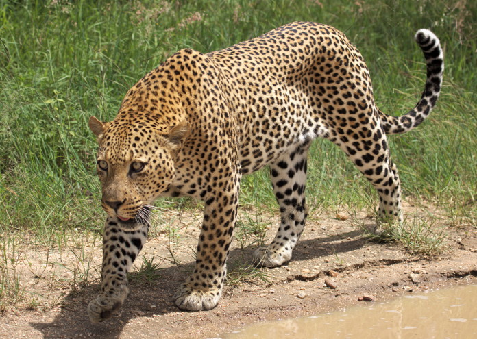 African leopard, Panthera pardus pardus, near Lake Panic, Kruger