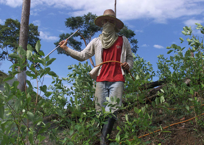  Coca Plantation Farmers 