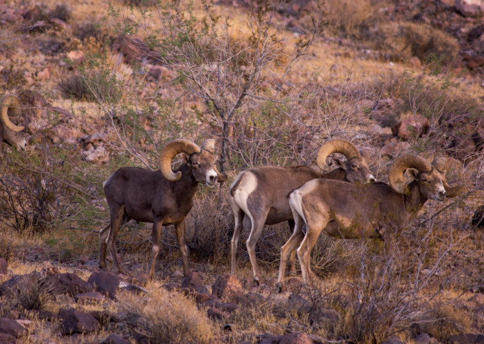  Mojave Trails National Monument Under Review By Trump's EPA Dept. For Possible Downsizing 
