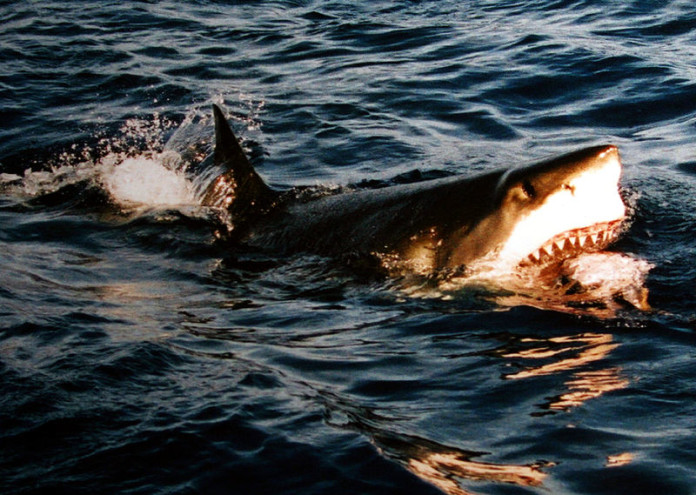 Според едно проучване на Международния център за нападения на акули,