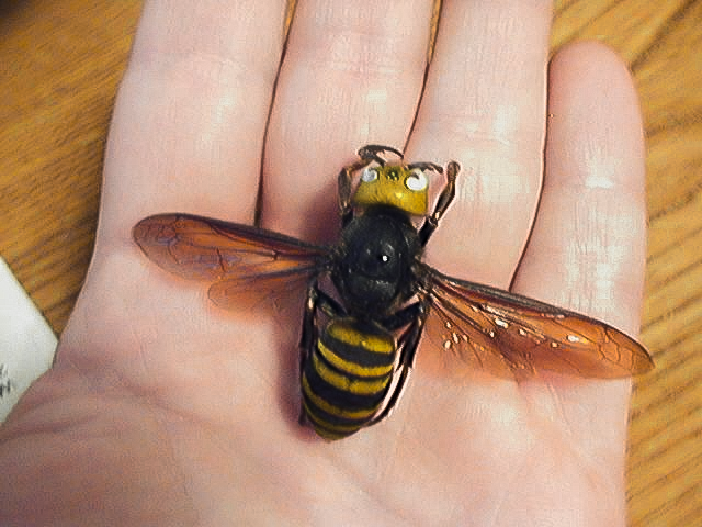  Asian_giant_hornet 