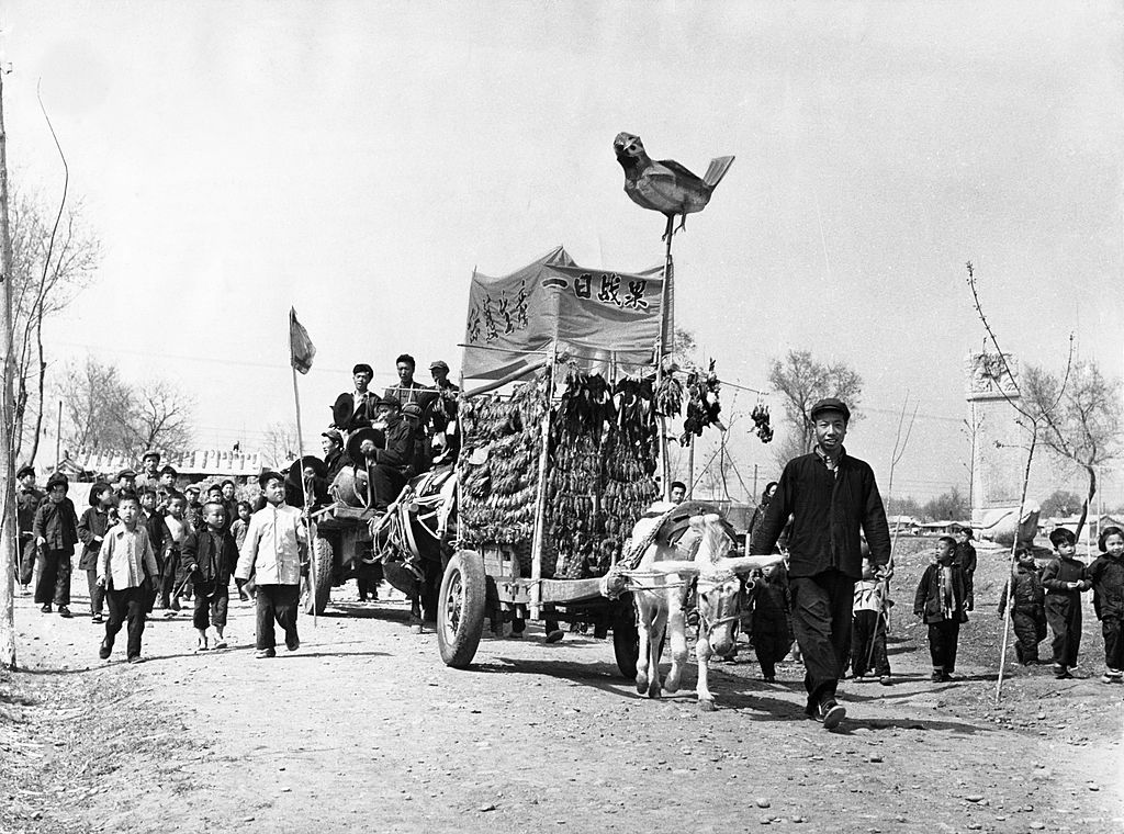  More than 400,000 grain-eating sparrows were wiped out in the three day all-out war on them which ended april 21, 1958, 1,370 sparrows eliminated in the first day by peasants of yuehkochuan hsiang outside of peking are being displayed on a cart. 