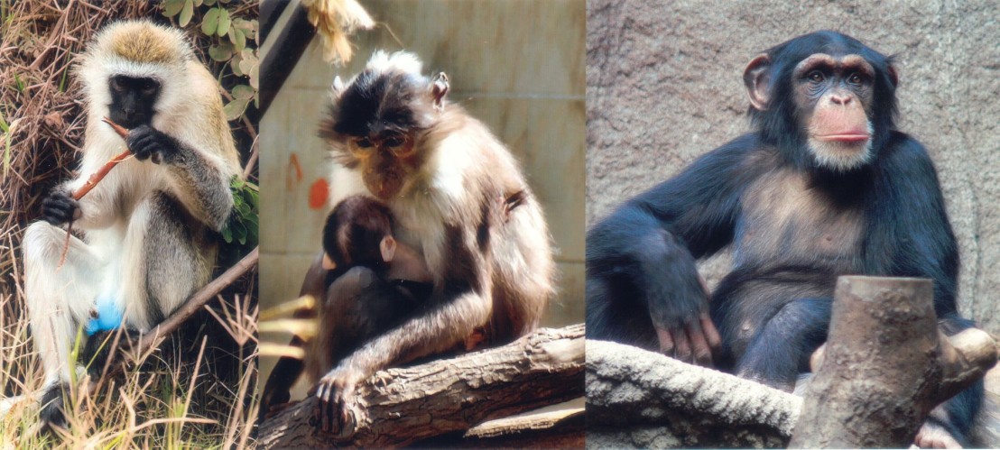  SIV_primates 