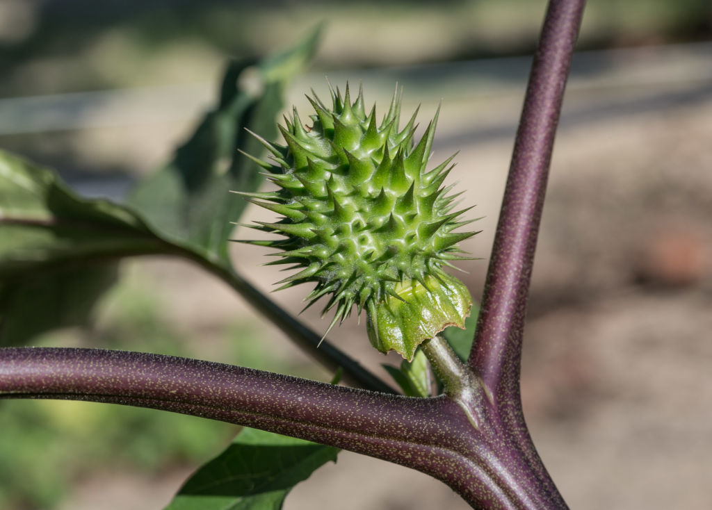  Harvest Time in Sonoma County 