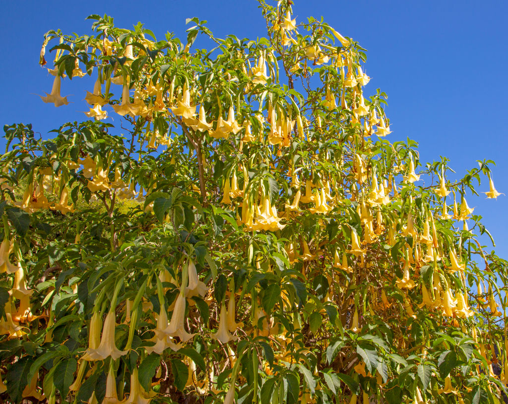  Yellow trumpet flowers of Brugmansia plant, Learn Angel Trumpet Tree, Portugal 