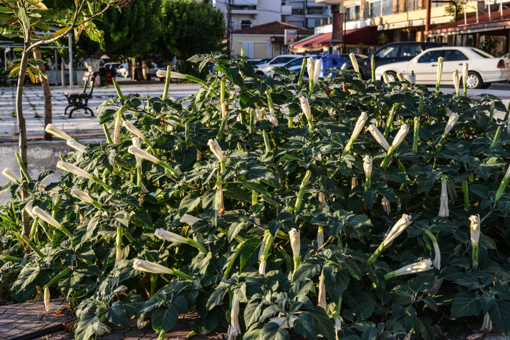  Typical fauna in Chalkida on Euboea 