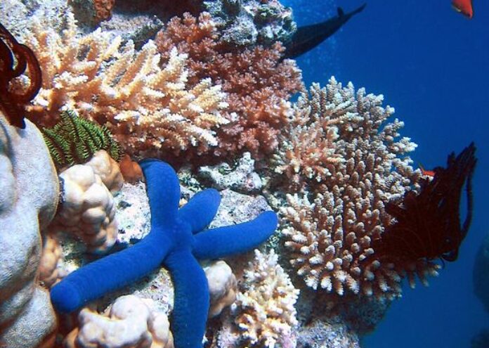 Учените отдавна знаят че рифовете са в опасност но ново