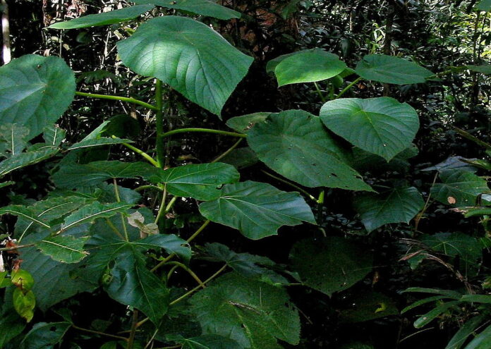 Въпреки че листата на растението Dendrocnide moroides може да изглеждат