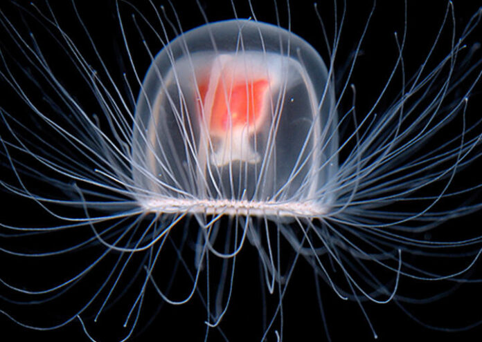 Учените откриват по-рано известна като Turritopsis nutricula безсмъртна медуза за