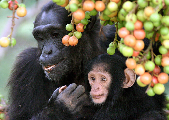 Шимпанзета в националния парк Лоанго в Габон изглежда използват амбулантни