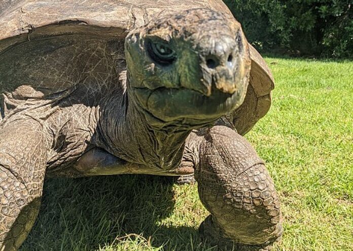 Джонатан гигантска костенурка от Сейшелите Aldabrachelys gigantea hololissa ще отпразнува