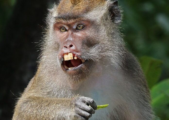 В Англия е докладван случай на маймунска шарка вариола при