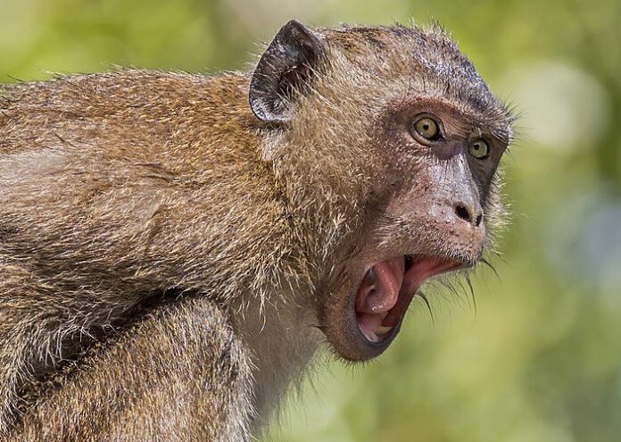 Вирусът на маймунската шарка MPXV мутира с много по бързи темпове