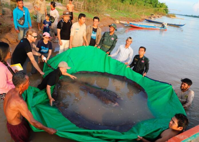 Селяни, които ловят риба в река Меконг в Камбоджа, успяха
