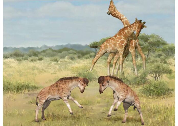 От поколения жирафите използват дългите си вратове като отличен пример